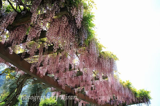 大阪府立花の文化園　　（河内長野市）_f0164575_15153017.jpg