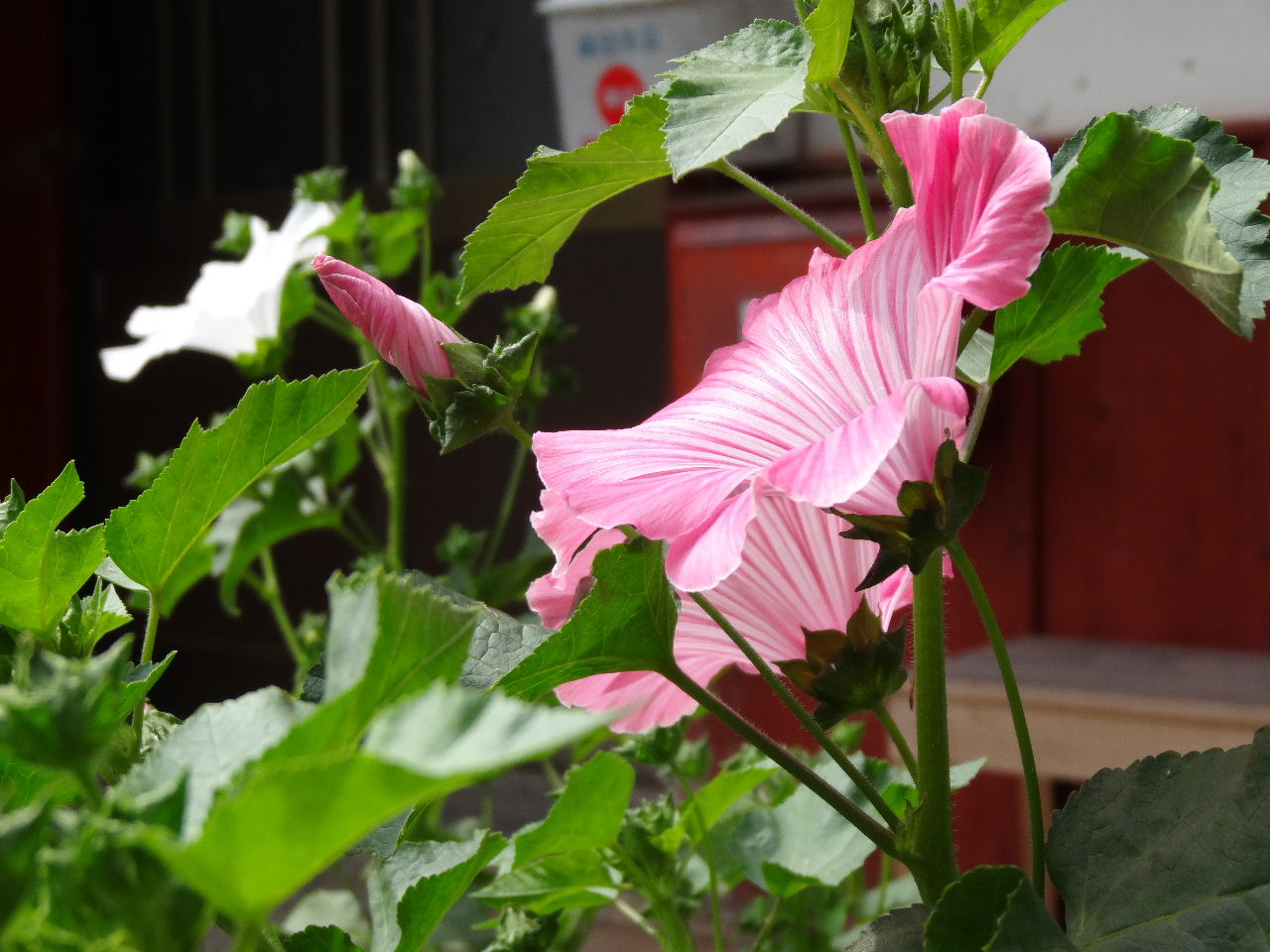 当地で 流行の花 ラバテラが 咲き始めた ２０１３ ５ ２７ 川裾の季節便り