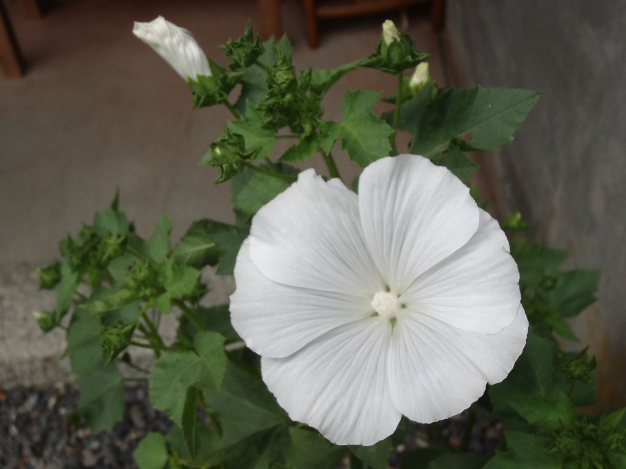 当地で 流行の花 ラバテラが 咲き始めた ２０１３ ５ ２７ 川裾の季節便り