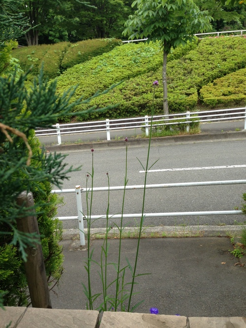 すごく背が高い花と千鳥草 東京郊外のガーデニング日記