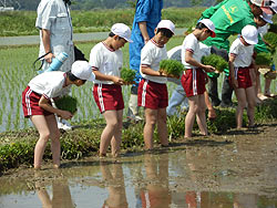 田植え体験(緑ヶ丘小・北郷小)_d0247484_1534468.jpg