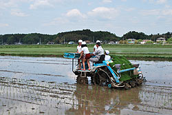 田植え体験(緑ヶ丘小・北郷小)_d0247484_1538533.jpg