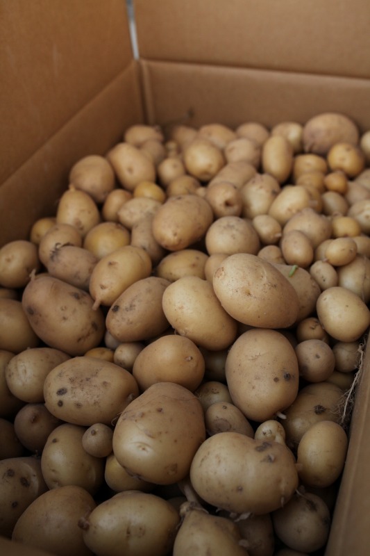 収量も味も抜群です!_b0201492_16374921.jpg