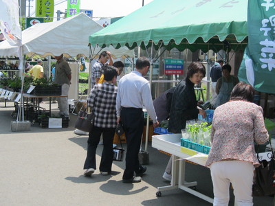 山野草展示会レポ_f0253895_17121519.jpg