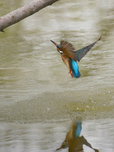 〔 kingfisher 〕_d0033398_21283432.jpg