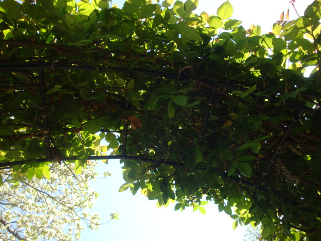 e0175905_135041.jpg