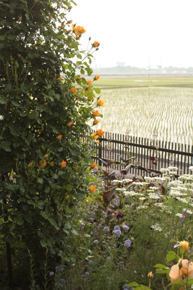 暑さでバラの開花が早すぎて。_d0001008_17491027.jpg