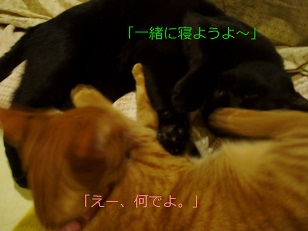 b0200310_2231066.jpg