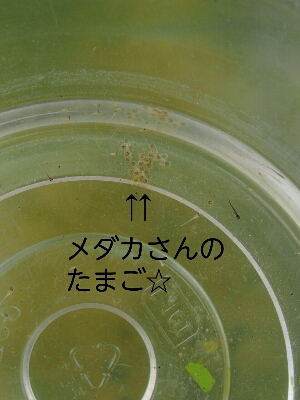 f0239713_9234749.jpg