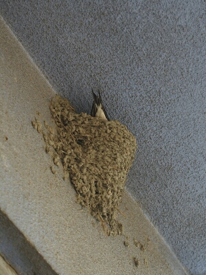 f0239713_924536.jpg