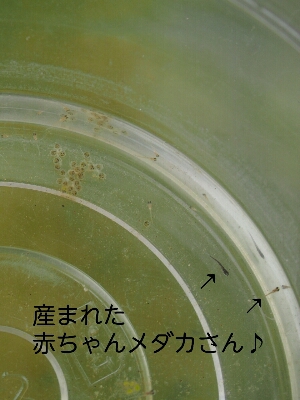 f0239713_924679.jpg