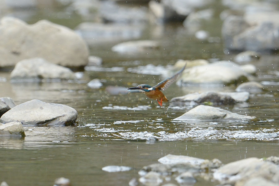 130528 川の水物など_c0278820_18403454.jpg