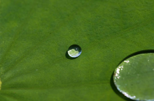 五月雨_f0184825_11281287.jpg