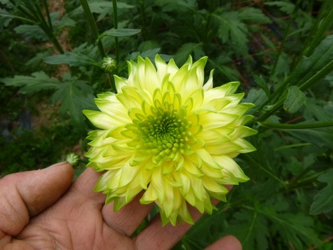 e0120932_1733375.jpg