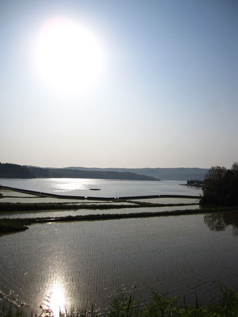 The sea and  rice paddy fields /海と田んぼ_f0056137_14124127.jpg