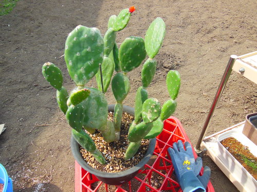 ウチワサボテンの植え替え たのしい園芸 ウチワサボテンの植え替え たのしい園芸