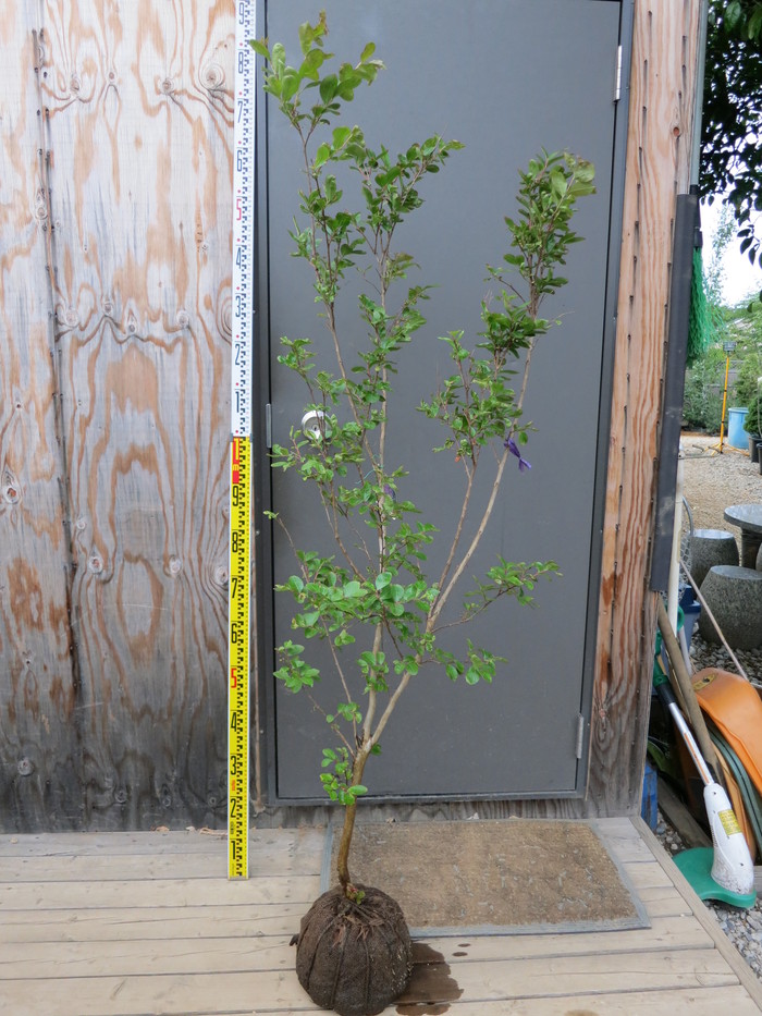 サルスベリ 紫 百日紅 販売 画像 写真 価格 値段 庭木 安行 植木 お