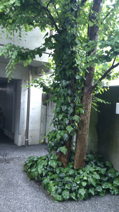 梅雨入り。。。_e0288544_15544051.jpg