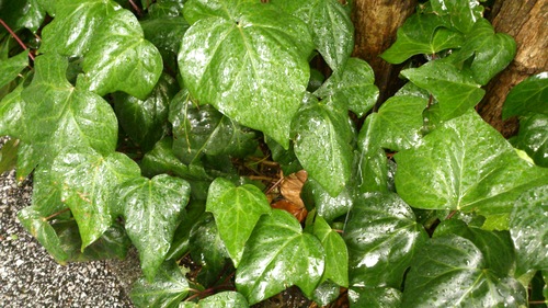 梅雨入り。。。_e0288544_1557137.jpg