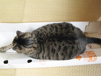 花音の重みで箱が潰れちゃった!_b0134745_11363951.jpg