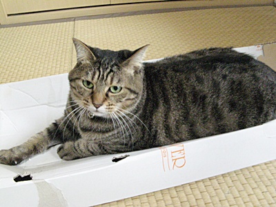 花音の重みで箱が潰れちゃった!_b0134745_1137817.jpg
