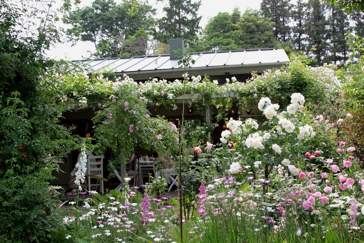 憧れのガーデンカフェ グリーンローズさんへ My Precious Roses