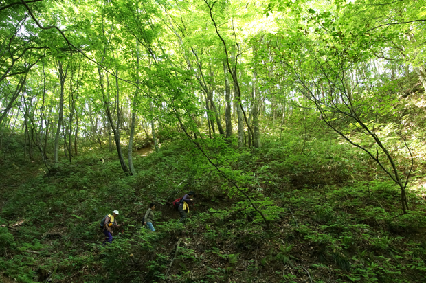 初夏の大万木山①_f0214649_3532465.jpg