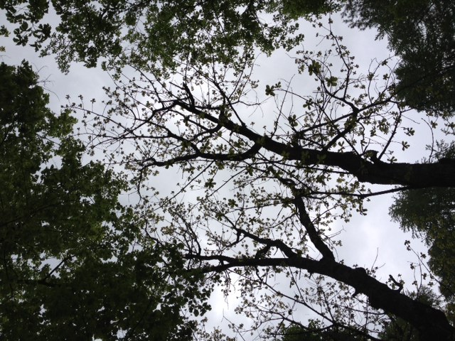 緑のテント_b0147051_14185195.jpg