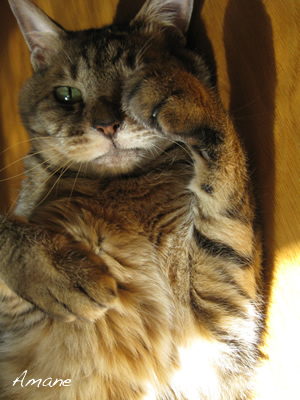 招き猫_e0262651_21202941.png
