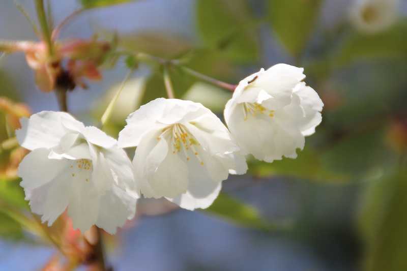 ５月２６日　森町（オニウシ公園）の桜　３_b0250154_23421058.jpg