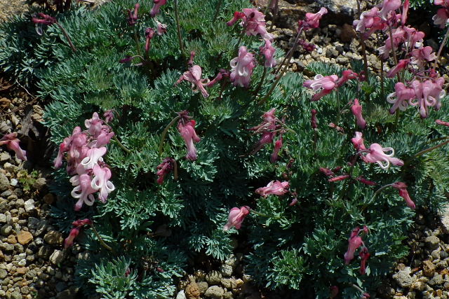 初夏の六甲高山植物園－３_a0030958_23443116.jpg