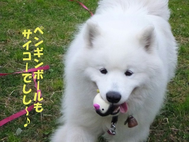 e0176159_07043.jpg