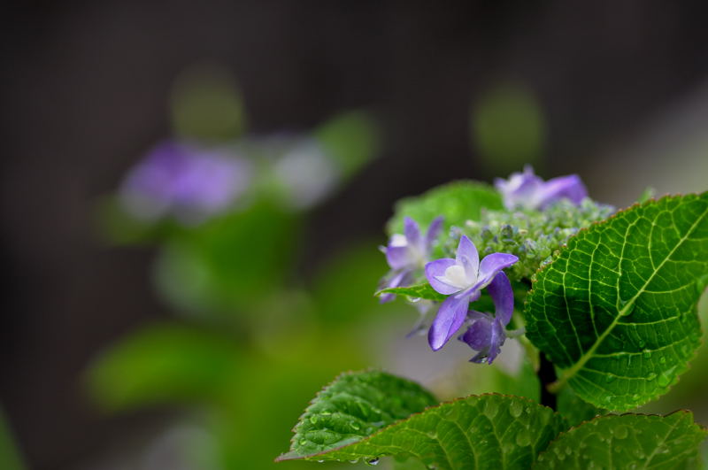 梅雨入り　紫陽花_e0053660_22402333.jpg