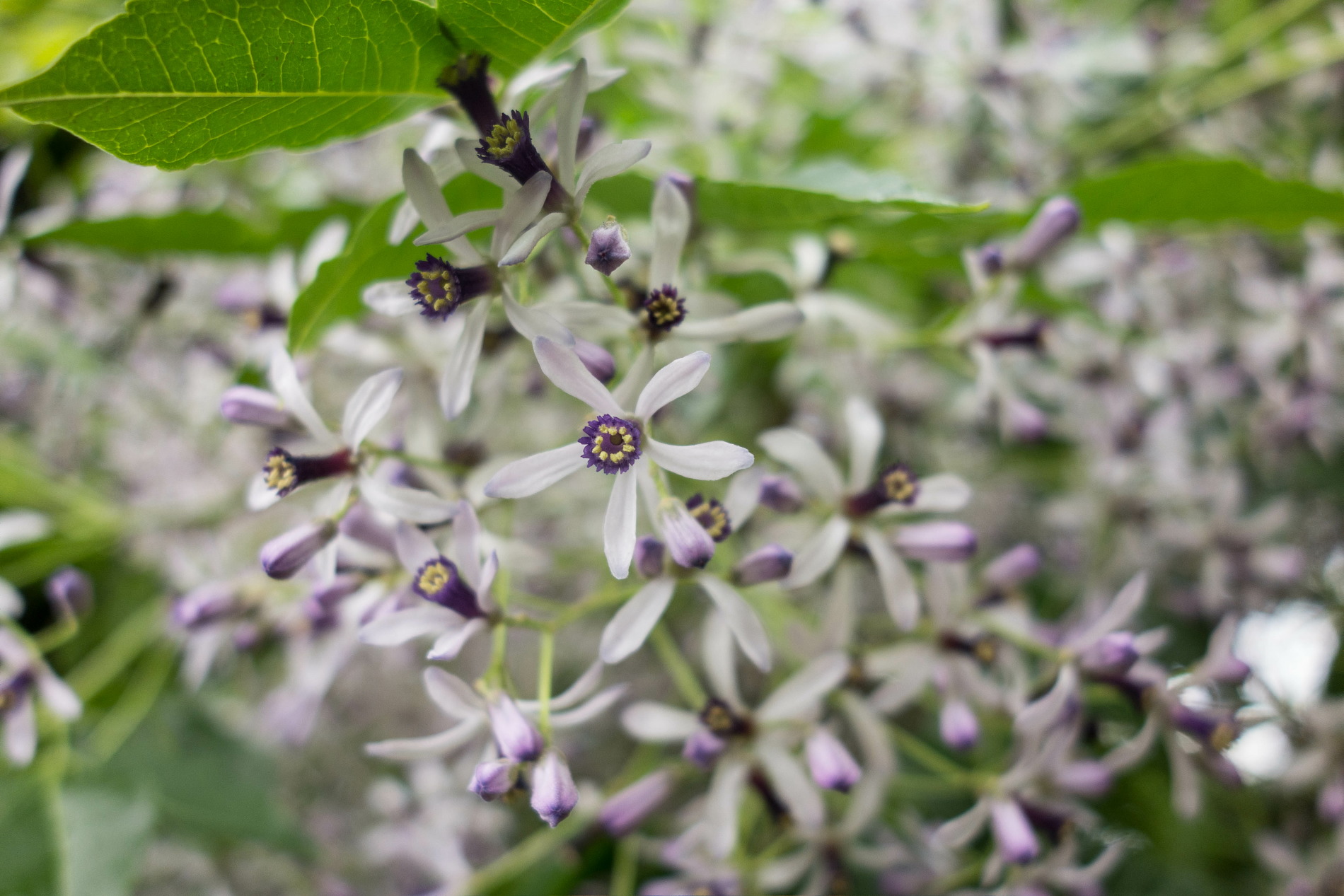 栴檀の花_e0015567_20574445.jpg