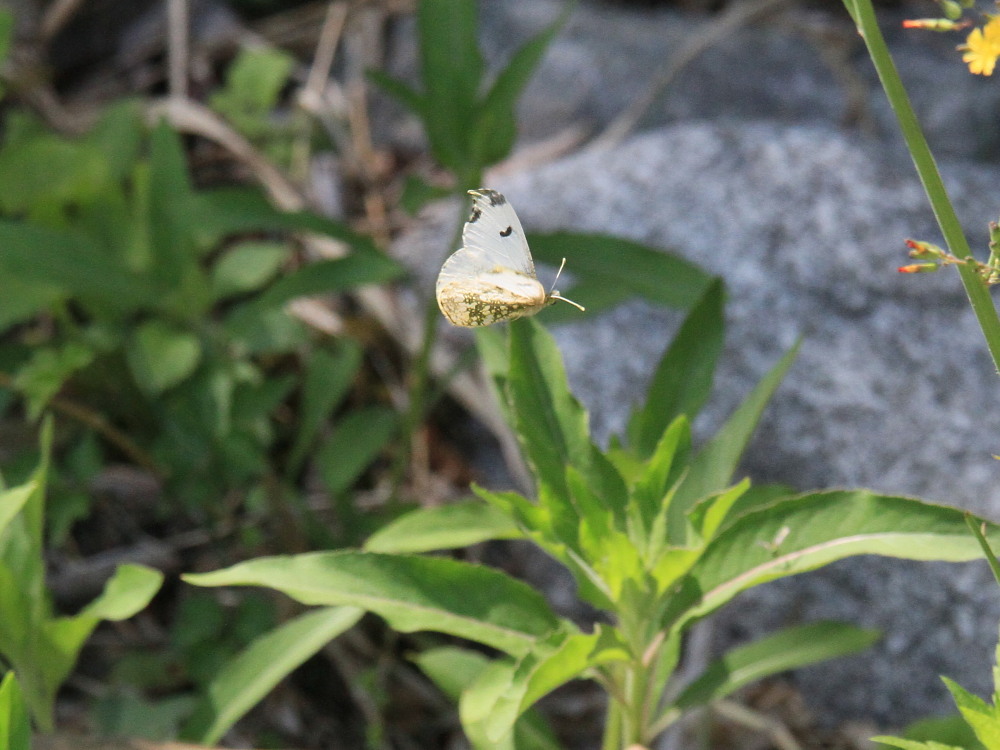 ミスジチョウ　　オオミスジより早い発生？　2013.5.25長野県②_a0146869_70458.jpg