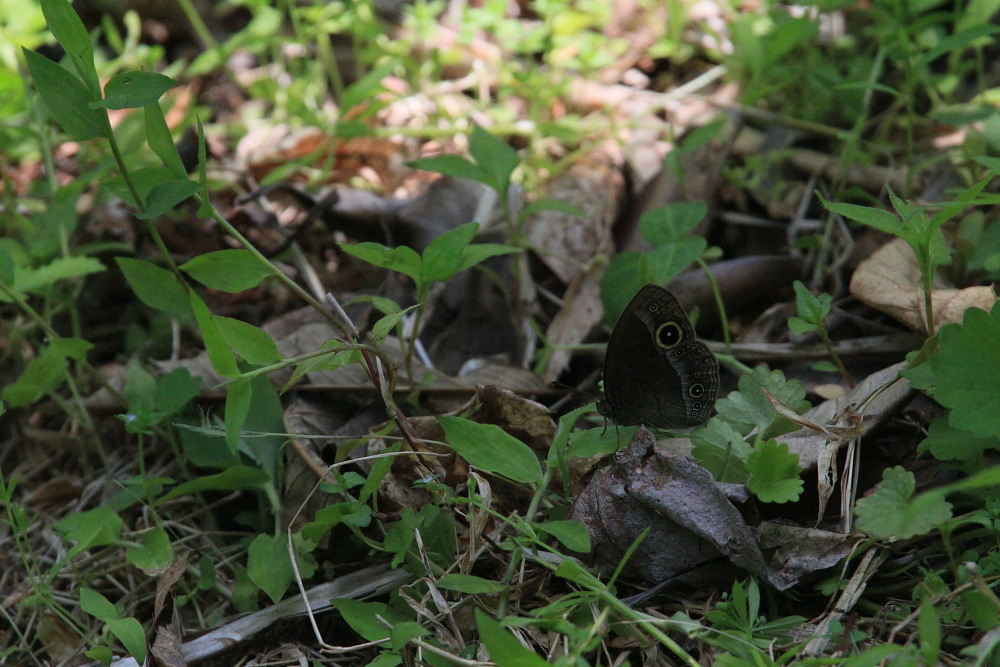 ミスジチョウ　　オオミスジより早い発生？　2013.5.25長野県②_a0146869_71191.jpg