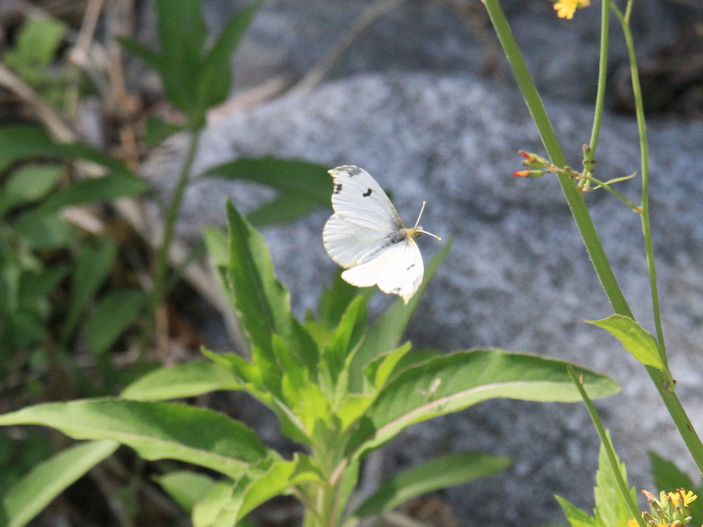 ミスジチョウ　　オオミスジより早い発生？　2013.5.25長野県②_a0146869_71228.jpg