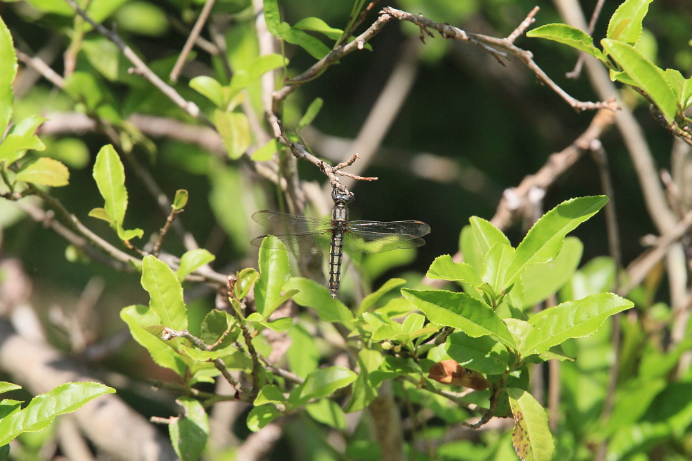 ミスジチョウ　　オオミスジより早い発生？　2013.5.25長野県②_a0146869_7151146.jpg