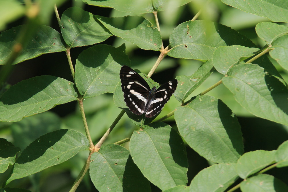 ミスジチョウ　　オオミスジより早い発生？　2013.5.25長野県②_a0146869_72238.jpg