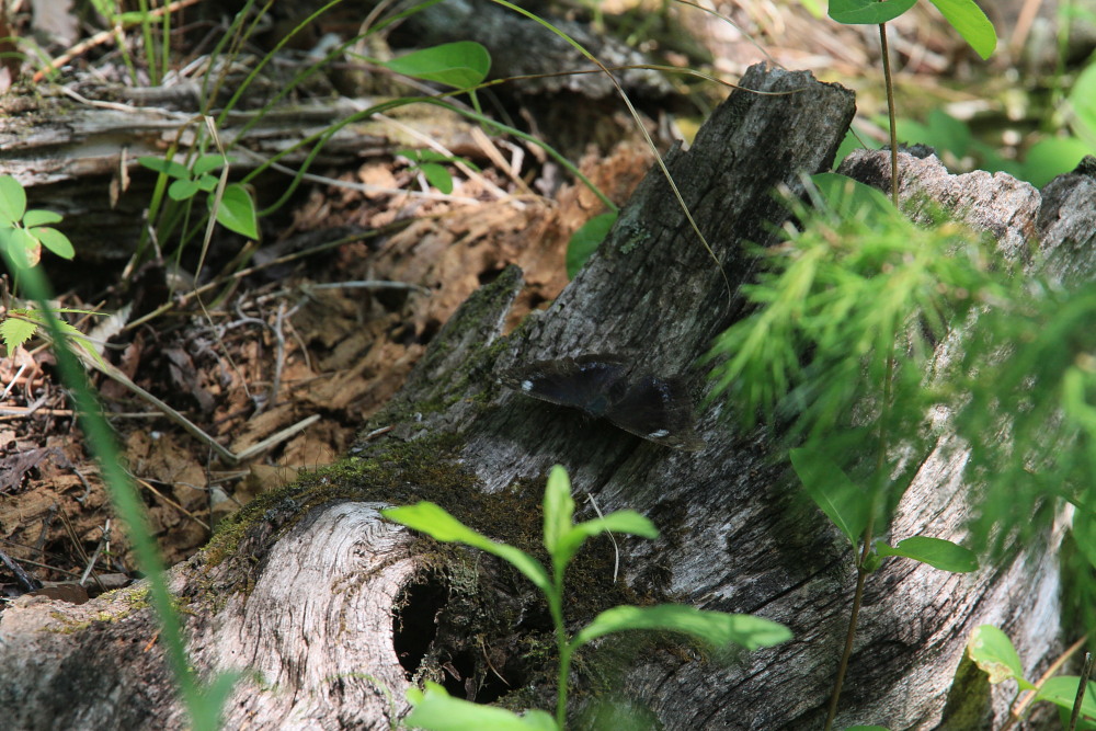 ミスジチョウ　　オオミスジより早い発生？　2013.5.25長野県②_a0146869_73268.jpg