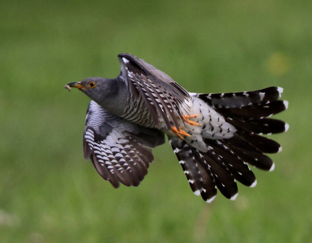 飛ぶ カッコウさんたち アイヌモシリの野生たち 獣と野鳥の写真図鑑 飛ぶ カッコウさんたち アイヌモシリの野生たち 獣と野鳥の写真図鑑