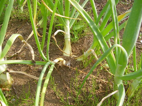 芽の出たタマネギを植える実験・平成２５年版中間報告_a0108371_21343611.jpg