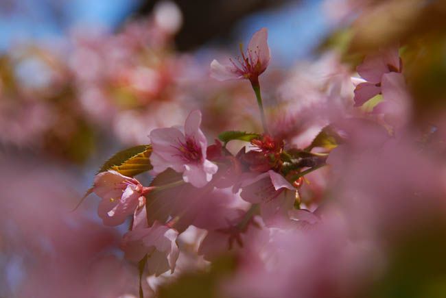 　　　【　手宮公園　桜　】_c0094572_1324881.jpg