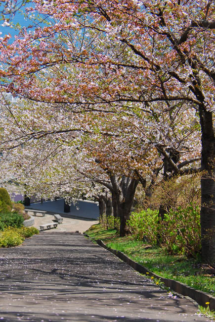 　　　【　手宮公園　桜　】_c0094572_152865.jpg