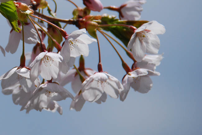 　　　【　手宮公園　桜　】_c0094572_162432.jpg