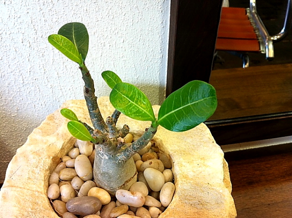 6月の定休日のお知らせ_a0133078_12451129.jpg