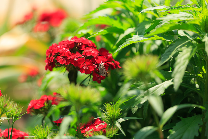 京都府立植物園　その他の花々_f0224083_1919133.jpg