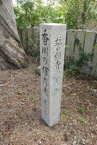 誓願寺のイブキ_e0066586_711278.jpg