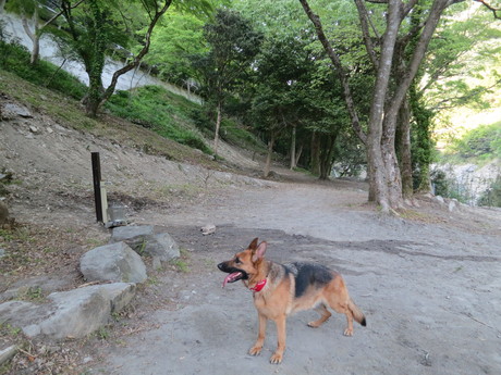 美しすぎる看板犬-リバーステーションWEST-WEST_d0224487_145168.jpg