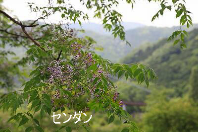 e0305388_894468.jpg